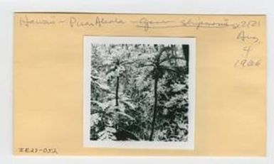 [Cyanea shipmanii in Hawaii, envelope IE27-052]