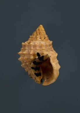 ["Nassarius horridus (Dunker, 1847)", "Horrid Nassa"]