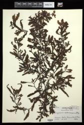 Sargassum echinocarpum
