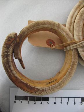 tusk, boar