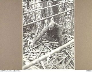 1943-08-30. NEW GUINEA. CPL. VALENTINE LYE OF LONG BEACH, CALIF. SPREADS PALM LEAVES ON THE GROUND TO MAKE A BED FOR HIMSELF AND HIS MATES ON MOUNT TAMBU. ON THE POLES THEY STRETCHED THEIR GROUND ..