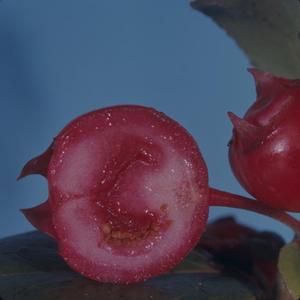 [Vaccinium dentatum cross-section from Konahuanui Peak, United States] BRIT-A-AR003-012-02-140