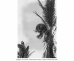 Palm tree with damaged fronds from the atomic blasts, Lujor Island, Enewetak Atoll, summer 1949