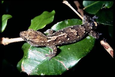 Gecko sp.