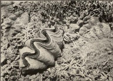 Great Barrier Reef Expedition, 1928-1929 / C.M. Yonge