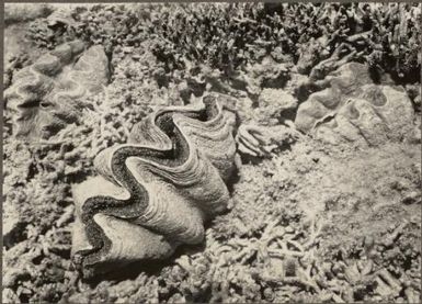 Great Barrier Reef Expedition, 1928-1929 / C.M. Yonge