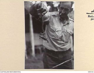 HIGITURA, NEW GUINEA, 1945-07-08. WO 2 JAMIESON, IN CHARGE OF ANGAU NATIVE LABOUR AT HIGITURA, HOLDING A SIX MONTHS OLD CROCODILE