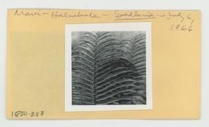[Sadleria in Hawaii, envelope IE24-283]