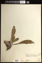 Antrophyum callifolium