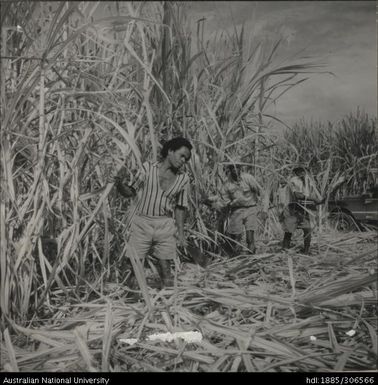 Cutting cane