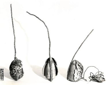 Photo of three unknown objects (XC11/8)