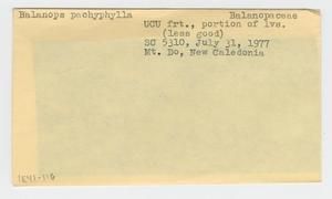 [Balanops pachyphylla in New Caledonia, envelope IE41-116]