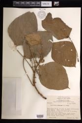 Macaranga albescens