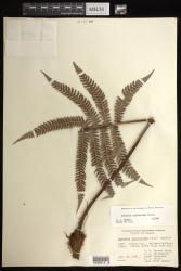 Sadleria cyatheoides