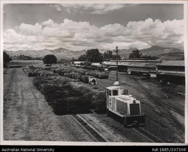 Cane train hauling loaded trucks