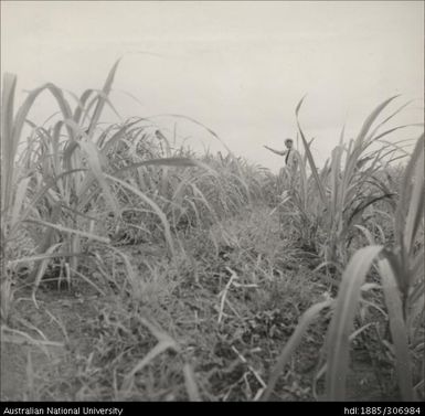 Field Officers in crop