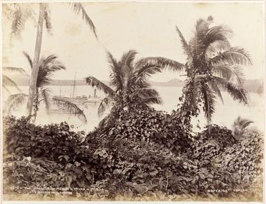 The Harbour - Neiafu - Vavau - Tonga