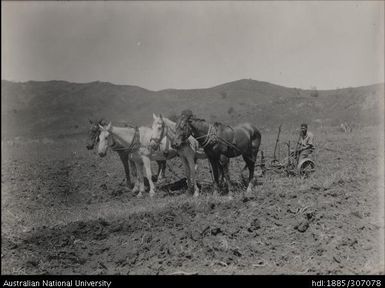 Rarawai Tenant Farms