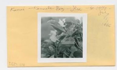 [Ilex anomala in Hawaii, envelope IE25-078]