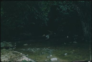 Anopheline breeding places (1) : Buka Island, Bouganville, Papua New Guinea, 1960 / Terence and Margaret Spencer