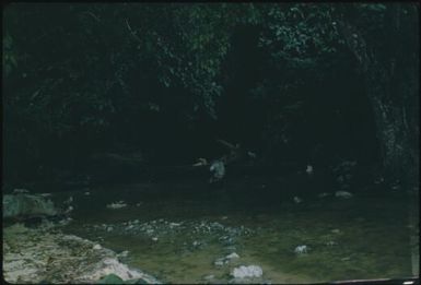 Anopheline breeding places (1) : Buka Island, Bouganville, Papua New Guinea, 1960 / Terence and Margaret Spencer