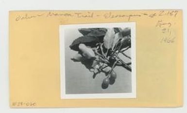 [Elaeocarpus in Hawaii, envelope IE28-020]