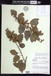 Stigmaphyllon patricianum-firmenichianum