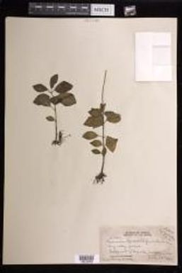 Peperomia leptostachya
