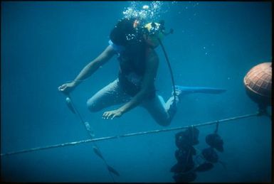 Diver connecting oyster shells to a mooring line, Manihiki, Cook Islands