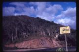 New Caledonia. Gum woodland west of Noumea.