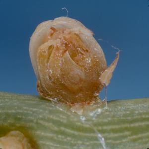 [Cassytha filiformis close-up from Kona, United States]