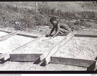 AIYURA, NEW GUINEA, 1946-01-09. COFFEE BEANS BEING DRIED IN THE SUN AT THE BRECHIN PLANTATION, AUSTRALIAN NEW GUINEA ADMINISTRATIVE UNIT EXPERIMENTAL STATION