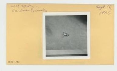 [Wolf spider in Hawaii, envelope IE30-130]