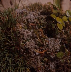 [Oreobolus close-up on Moloka'i Island, United States]