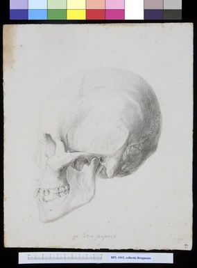 ["Skull from Papua New Guinea, lateral view"]