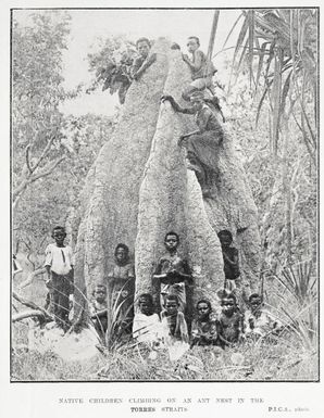 Native children climbing on an ant nest in the Torres Straits