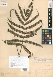 Plesioneuron falcatipinnulum