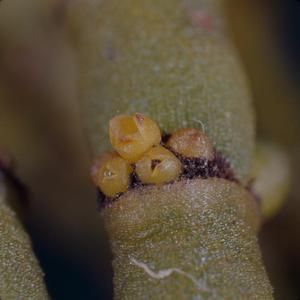 [Korthalsella close-up from Kōkeʻe State Park, United States]