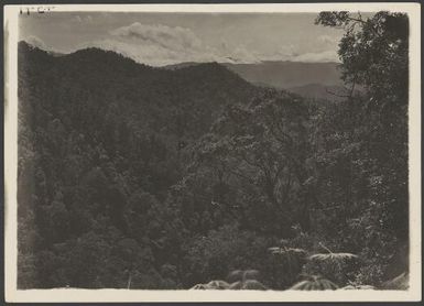 Wooded slopes of Wharton Range, altitude 8,000 feet, Central Province, Papua New Guinea, ca. 1922 / Frank Hurley