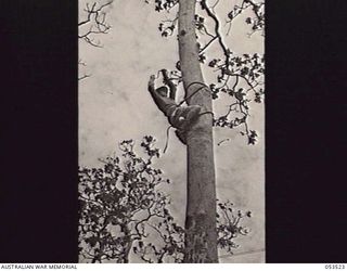 SOGERI VALLEY, NEW GUINEA, 1943-06-26. TX384 SERGEANT N. B. HAMMOND OF THE NEW GUINEA FORCE SCHOOL OF SIGNALS ATTACHING AN INSULATOR FOR A TREE ROUTE. THIS METHOD NOT ONLY SAVES POLES AND LABOUR, ..