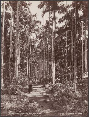 A woman with two children walking through an areca palm grove at Saa, Malaita, Solomon Islands, 1906 / J.W. Beattie