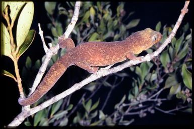 Gecko sp.