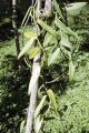 French Polynesia, vanilla bean vine growing on Moorea Island