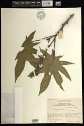 Ricinus communis