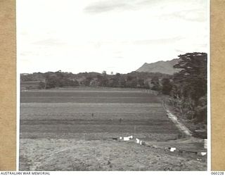 12 MILE, LALOKI RIVER, NEW GUINEA. 1943-11-15. A SECTION OF NO. 2 GARDEN OF THE 3RD AUSTRALIAN FARM COMPANY, AUSTRALIAN ARMY SERVICE CORPS