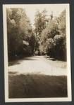 View of road lined with trees, New Zealand?