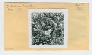[Tribulus in Hawaii, envelope -IE31-152]
