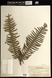 Pteris terminalis