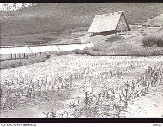 AIYURA, NEW GUINEA, 1946-01-09. NURSERY BEDS CONTAINING SIX MONTH OLD TEA SHRUBS AT THE AUSTRALIAN NEW GUINEA ADMINISTRATIVE UNIT EXPERIMENTAL STATION