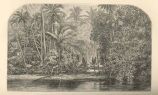 Scene in Banks Islands